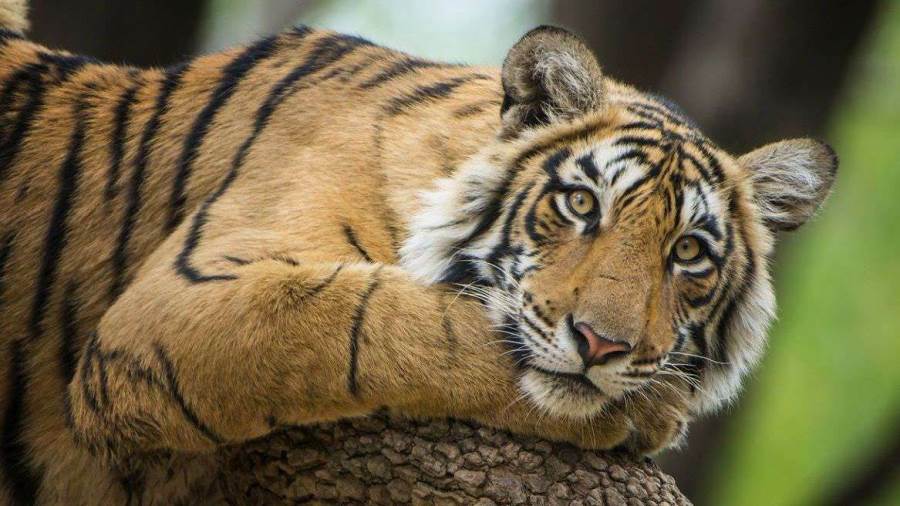 بطة تصيب نمرا بالإحباط وتشعره بالفشل