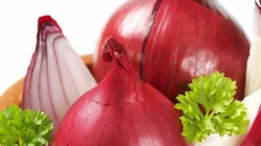 البصل
