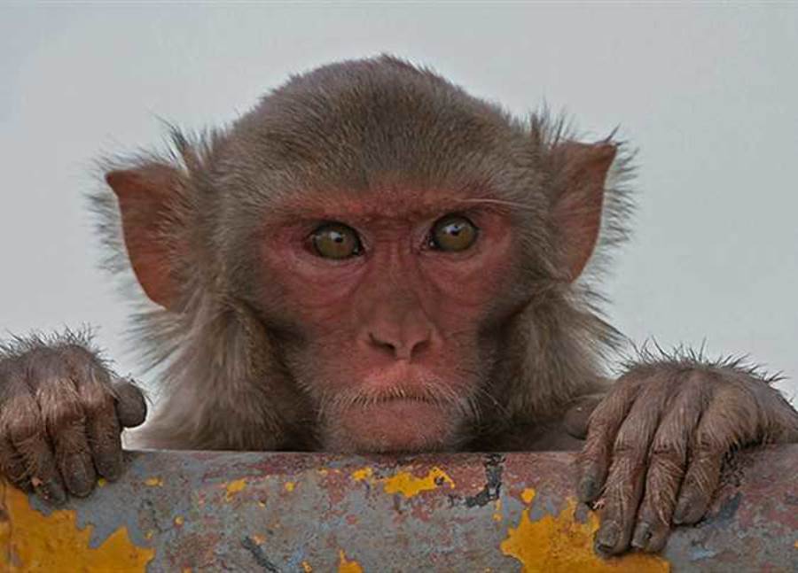 علماء يكشفون سبب سرقة القرود للمقتنيات ومطالبة أصحابها بفدية