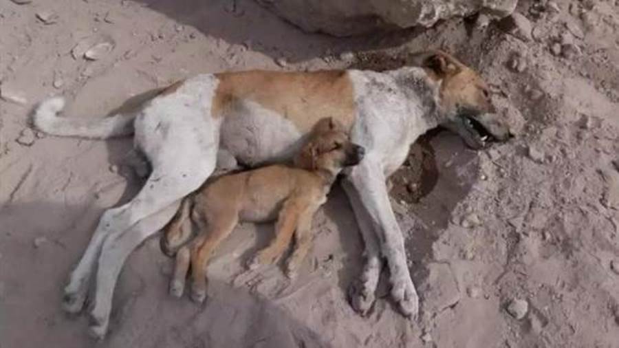 قتل الحيوانات