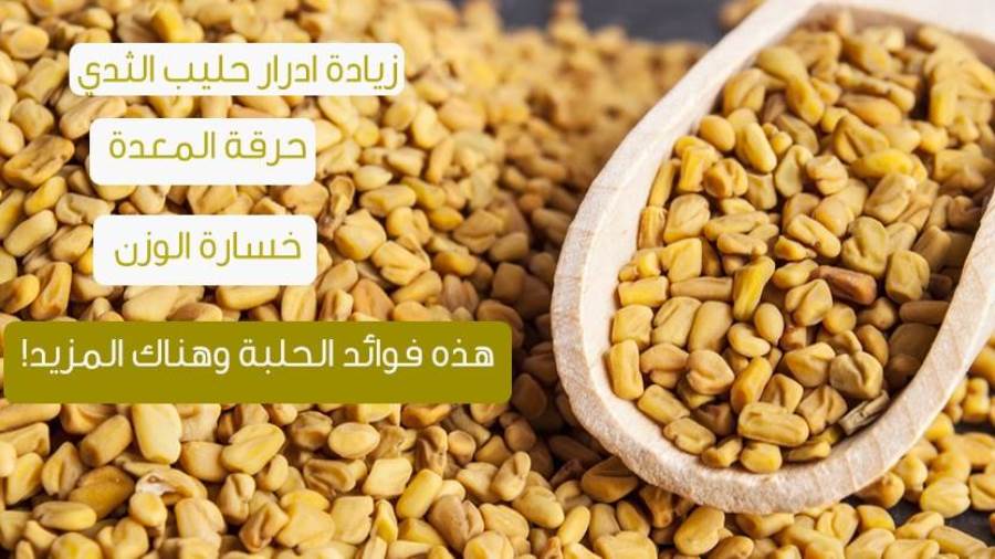 الحلبه