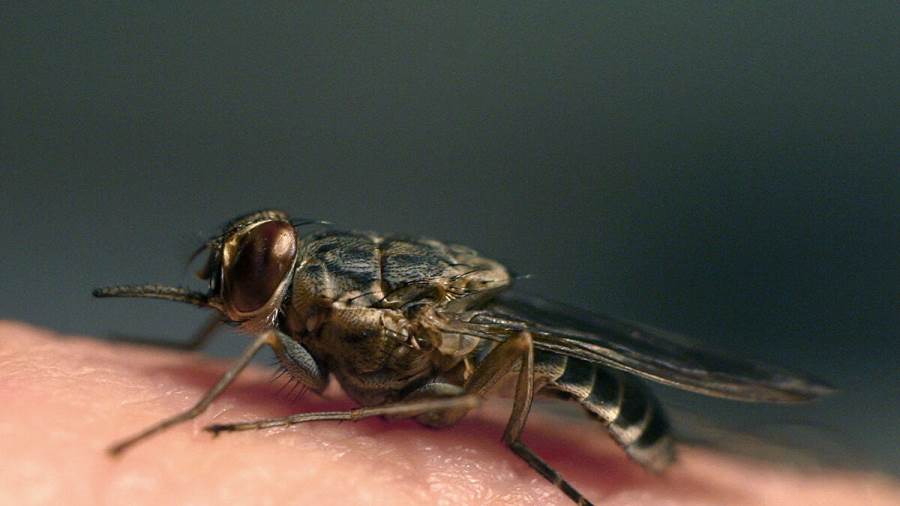 طائرة مسيرة بحجم الذبابة