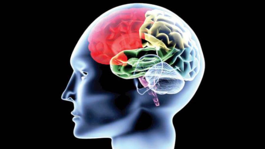 أطعمة تحافظ على المخ