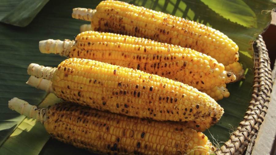 الذرة المشوية