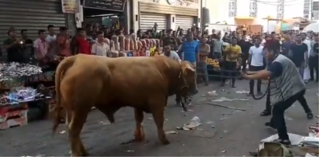 شاهد العجول الهربانة في أول أيام عيد الأضحى | على تويتر