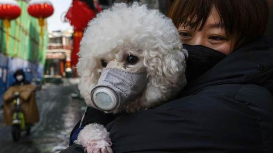 ضرورة فحص الحيوانات البرية بحثا عن كورونا لمنع انتقالها للبشر