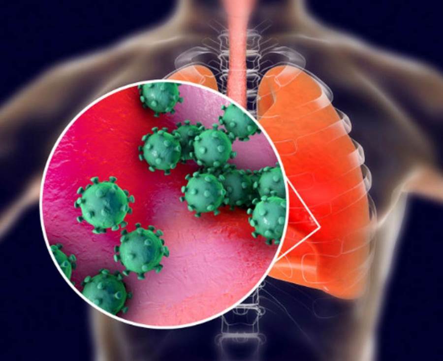 الكشف عن الأعضاء البشرية الأكثر عرضة للإصابة بفيروس كورونا