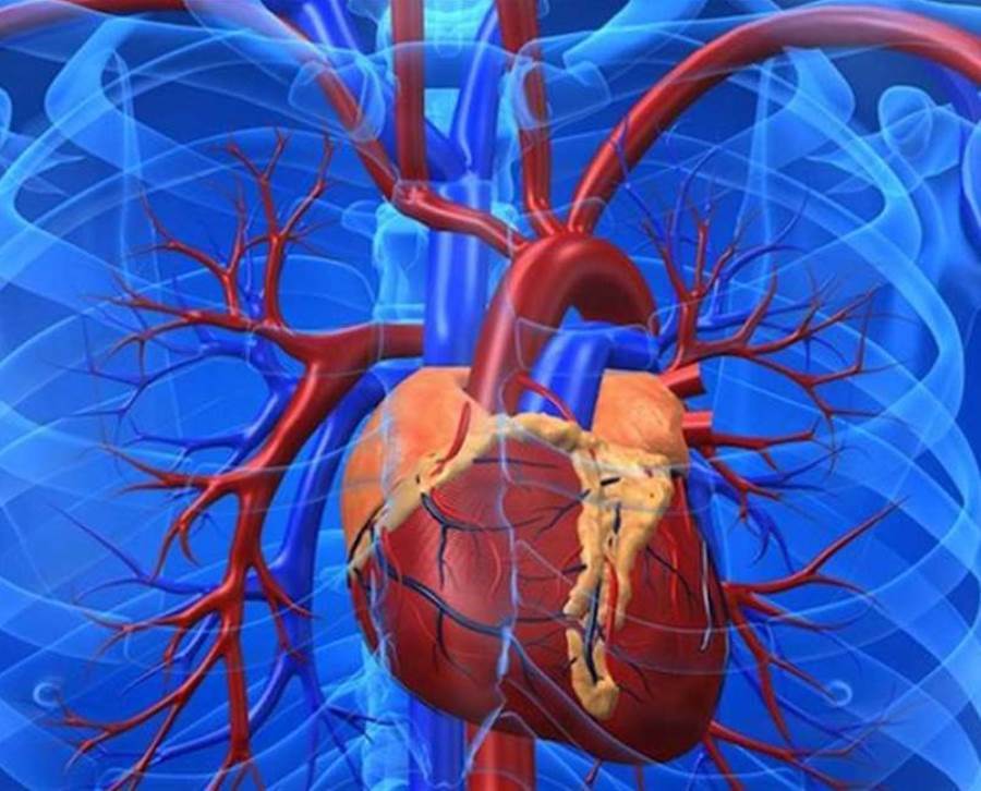 تأثير فيروس "كوفيد-19" المستجد في القلب