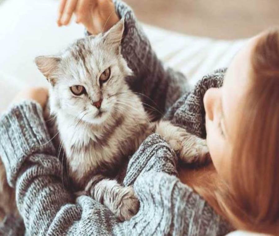هل تشم القطط رائحة الحمل؟