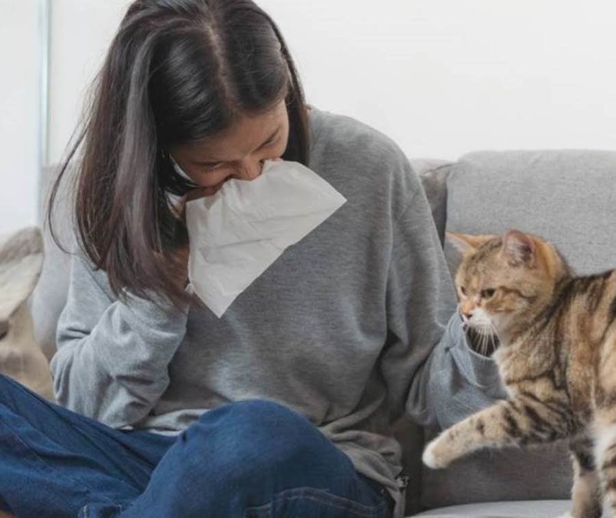 هل يمكن أن تصاب بالحساسية بسبب تربية القطط؟