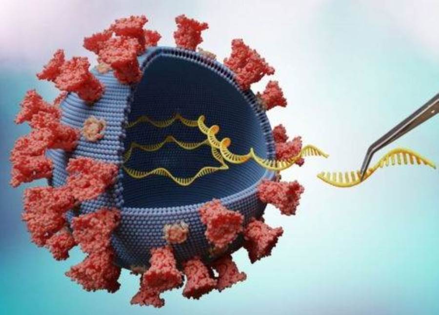هل ستظهر سلالات جديدة لفيروس كورونا الفترة القادمة؟