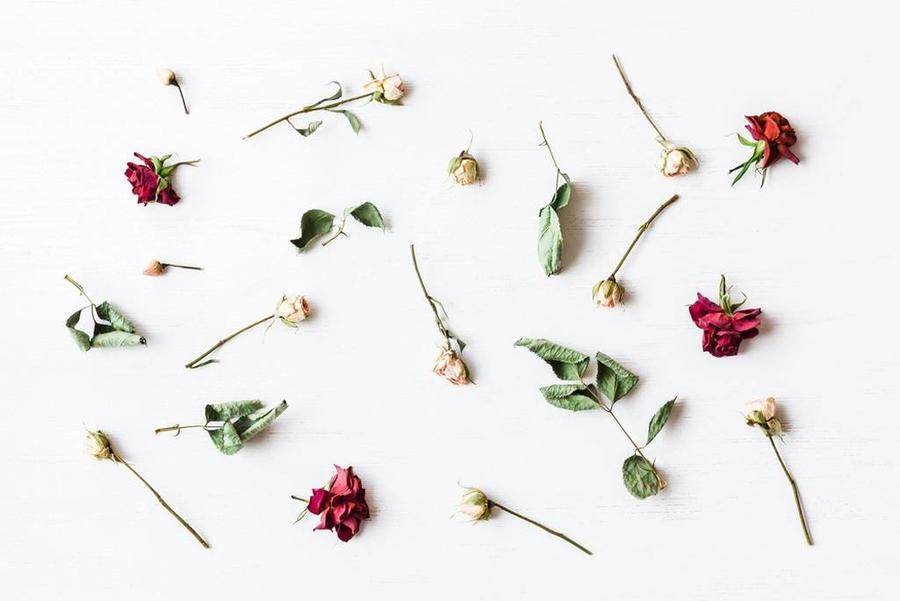 كيفية تجفيف الورد الطبيعي في منزلك بكل سهولة