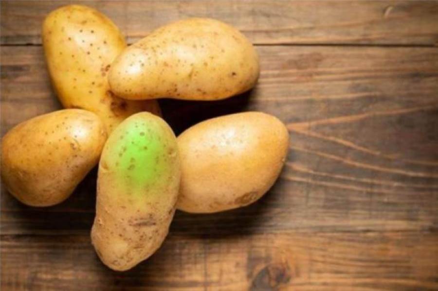 البقع الخضراء على البطاطس.. ما مدى خطورتها؟