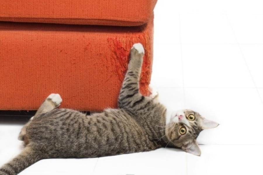 أفكار عمليّة لمنع القطط من خدش أثاث منزلك والسجّاد
