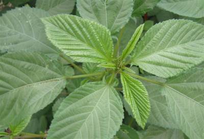 الملوخية تمنع تكون حصوات المثانة والكلى