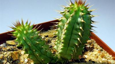 نبتة (هوديا)  الأفريقية وأقوى سلاح في الحرب ضد السمنة