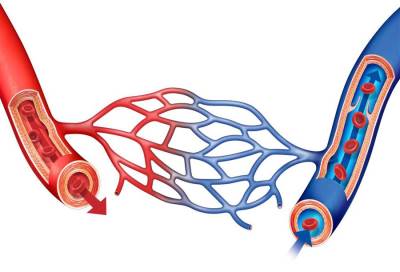 للمرة الأولى في العالم .. إنتاج الشرايين والأوعية الدموية من الجلد 