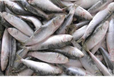 السردين في المغرب .. سمك الفقير الغني