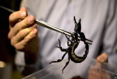 بشرى طبية للمرضى حول العالم .. محاربة سرطان المخ بسم العقارب المشع