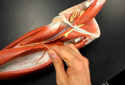 تصلب الشرايين .. تصورات جديدة لفهم عمليات نشوئه وتطوره ومعالجته