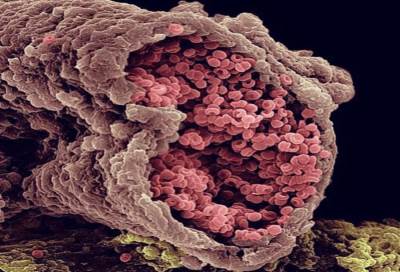 دراسة جديدة قد تغير النظريات الوراثية .. "خلايا الدم والأنسجة الجسم مختلفان"