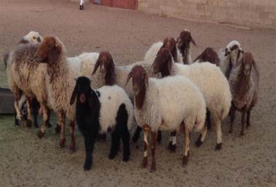 حقنة من خلايا أجنة الخراف .. لعلاج أمراض الأعضاء في سويسرا