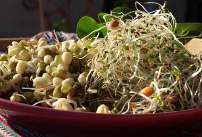 براعم  الفاصوليا هي مصدر وباء الايكولاي يألمانيا