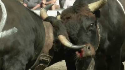 مصارعة البقر في منتجع شتوي سويسري