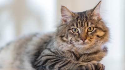 فنان هولندي يحول قطته النافقة لمروحية لتخليد ذكراها