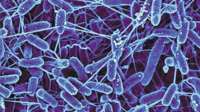 كيف تعزز نشاط البكتريا الصديقة في جسمك؟