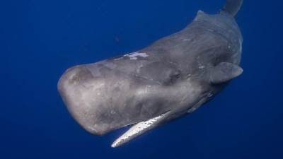 عثور رجل علي قيء حوت يساوي 100,000 جنيه إسترليني!