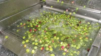 باحثة مصرية نجحت في تطوير مضادات حيوية .. من مخلفات الزيتون