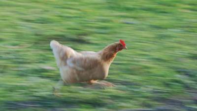 دجاجة تقتحم الملعب أثناء مبارة البطولة بين Blackburn Rovers و Burnley