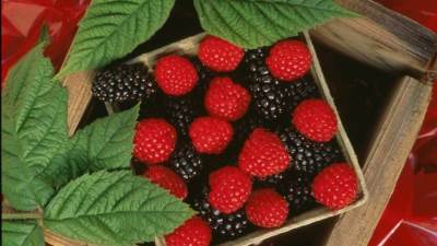 «التوت» .. فوائد صحية عديدة للمرأة والرجل