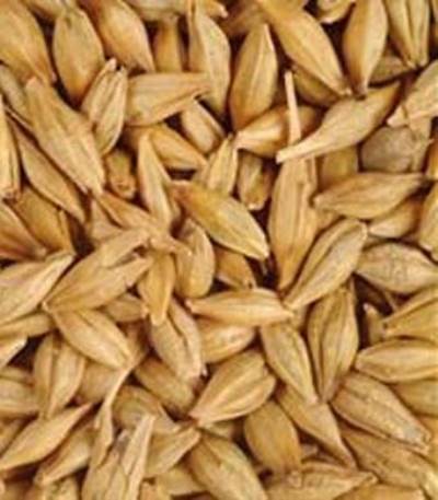 دراسة : تناول الشعير يكبح الشهية ويعالج مرض السكرالنوع الثاني