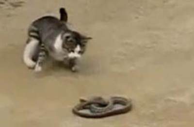 قطة تتسبب فى القبض على لص مذعور فى رومانيا