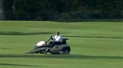 بالفيديو .. تمساح بثلاثة أرجل يعطل مبارة ببطولة الولايات المتحدة للغولف