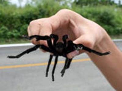  فتاة مصابه برهاب العناكب تحارب خوفها بتربيتها لعنكوب ذئبي