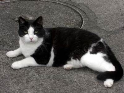 القبض علي قطة وهي تحاول تهريب تليفونات محمولة إلي داخل سجن روسي