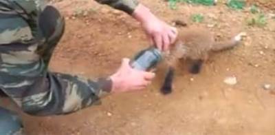 بالفيديو ..  إنقاذ ثعلب علقت رأسه في برطمان