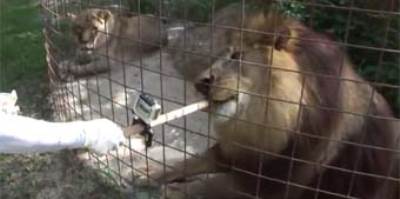 بالفيديو .. أسد يستمتع بتناول مثلجات بنكهه الفانيليا