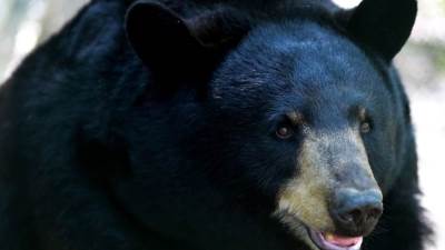 دب يقتحم منزلا ويتناول طعاما صينيا