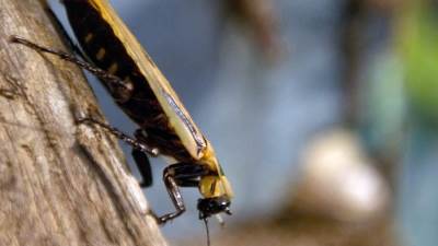 هروب مليون صرصار من مزرعة بالصين