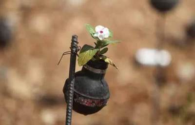 بالصور .. فلسطينية تزرع الزهور في فوارغ القنابل التي قتلت ابنها