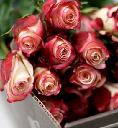  فوائد الزهور للصحة والجمال .. ستكون مفاجأة لك