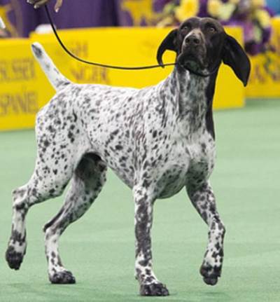 سى.جيه يفوز بلقب أجمل كلب