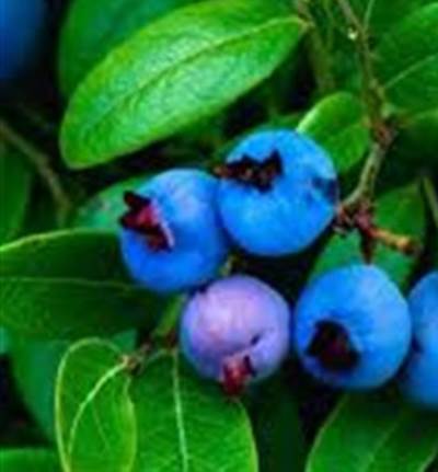 دراسة: التوت الأزرق يحمى من الزهايمر والخرف