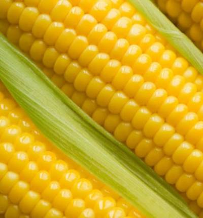 الذرة مصدر أمثل للألياف
