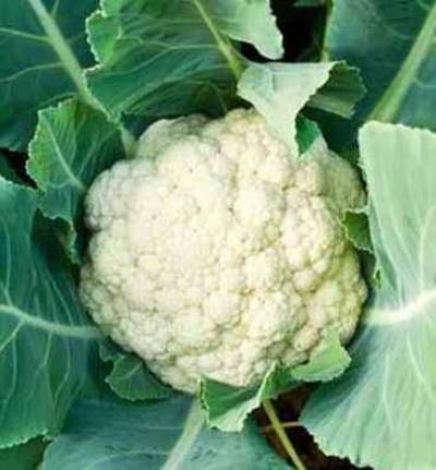 لا ترمى أوراق القرنبيط