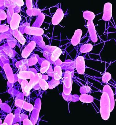 دراسة :اكتشاف جراثيم تؤدي للإصابة بداء السكري من النوع الأول